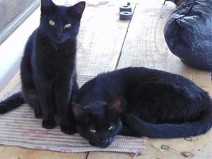 SOCORRA A MINHA FAMÍLIA FELINA POR CLEMÊNCIA URGENTE imagem 9