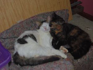 Saquarema/RJ - SOCORRA A MINHA FAMÍLIA FELINA POR CLEMÊNCIA URGENTE