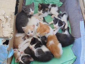 SOCORRA A MINHA FAMÍLIA FELINA POR CLEMÊNCIA URGENTE imagem 8