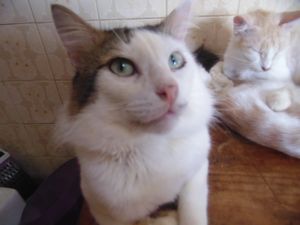 Vaquinha Online - SOCORRA A MINHA FAMÍLIA FELINA POR CLEMÊNCIA URGENTE