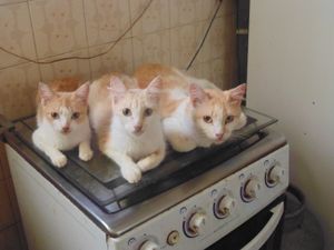 SOCORRA A MINHA FAMÍLIA FELINA POR CLEMÊNCIA URGENTE imagem 7