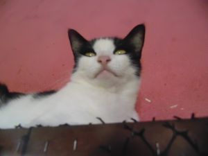 SOCORRA A MINHA FAMÍLIA FELINA POR CLEMÊNCIA URGENTE imagem 6