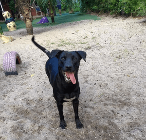 Crowdfunding - Abandono Nunca Mais! Quero ficar com você!!