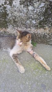 Ajudem a Léo viver!! - Ajudem a Leoparda viver!