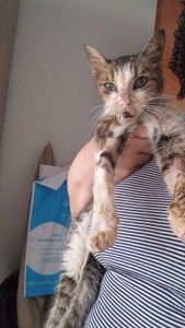 Animais - Ajudem a Leoparda viver!