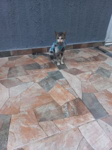 Vaquinha Online - Ajudem a Leoparda viver!