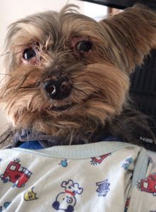 Ajuda tratamento Leishmaniose Filipe - Tratamento Leishmaniose Filipe