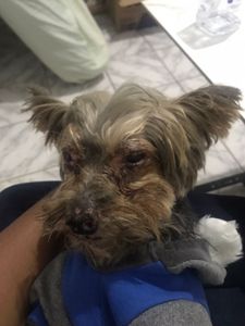 Animais - Tratamento Leishmaniose Filipe