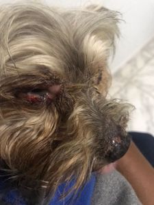 Vaquinha Online - Tratamento Leishmaniose Filipe