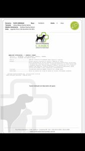 Tratamento Leishmaniose Filipe imagem 7