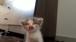 Financiamento Coletivo - Ajude a Aurora, a nossa gatinha resgatada!