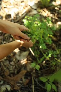 Projeto Semeando Vida - Refúgio Barro Branco  imagem 7