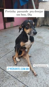 ONGs - Fisioterapia para Pretinha voltar a andar 