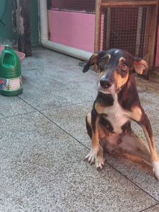 Vaquinha Online - Fisioterapia para Pretinha voltar a andar 