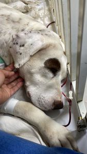 Vaquinha Online - Associação Formosense Anjos de Quatro Patas 