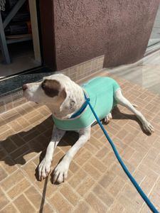 ONGs - Associação Formosense Anjos de Quatro Patas 