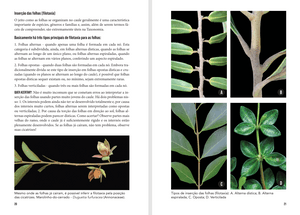 Vinicius Castro Souza - "Como Identificar Plantas em Campo" Ajude a Produzir o Livro 