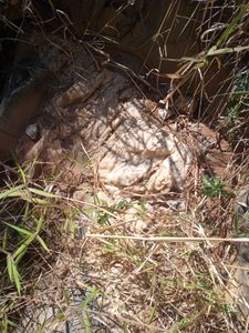 Realização de sonho - Meu detector