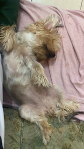 Lina - Ajude a lina na cirurgia da piometra e tratamento da arliquiose