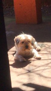 Foz do Iguaçu/PR - Ajude a lina na cirurgia da piometra e tratamento da arliquiose