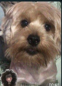 Animais - Ajude a lina na cirurgia da piometra e tratamento da arliquiose