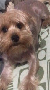 Vaquinha Online - Ajude a lina na cirurgia da piometra e tratamento da arliquiose