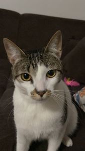 Vaquinha Online - O Nino precisa da sua ajuda pra sobreviver a PIF e voltar a andar 