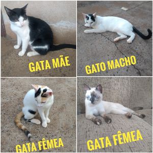 Vaquinha Online - Castração dos gatos 