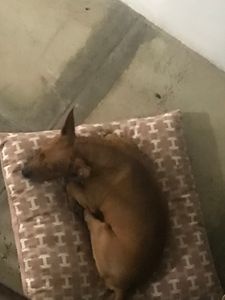 Vaquinha Online - Viajem com meu cachorrinho 