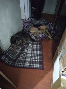 Animais - Amiguinhos meu Amores meu