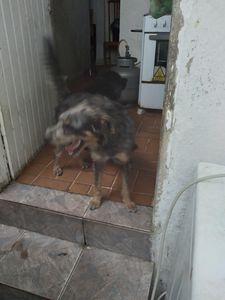 Vaquinha Online - Amiguinhos meu Amores meu