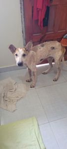 Animais - Cada minuto faz diferença! 