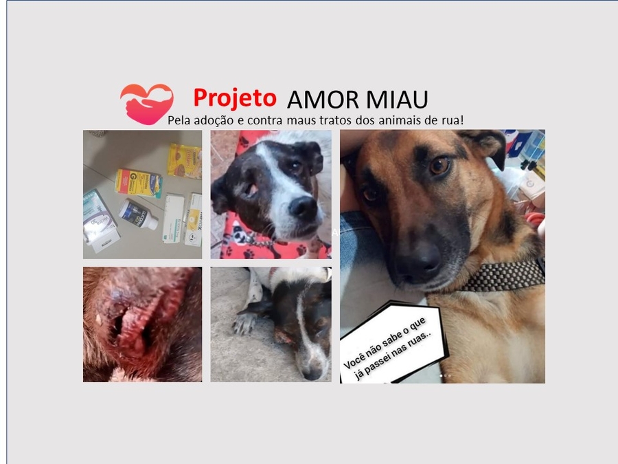 Projeto Amor MiAu: Salve os animais de rua! 