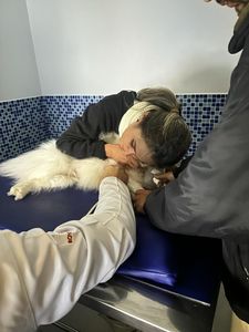 Taubaté/SP - Um coração novo para o Lucky 