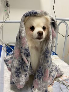 Lucky - Um coração novo para o Lucky 