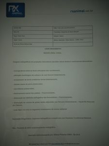 Cirurgia E Prótese Displasia Coxofemoral Bilateral + Castração imagem 9