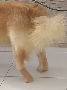 Camaçari/BA - Cirurgia E Prótese Displasia Coxofemoral Bilateral + Castração