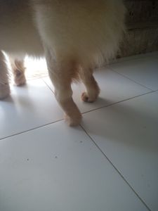 Cirurgia E Prótese Displasia Coxofemoral Bilateral + Castração imagem 6