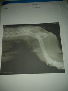 Cirurgia E Prótese Displasia Coxofemoral Bilateral + Castração imagem 10