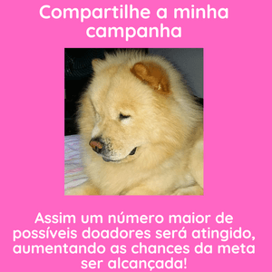 Cirurgia E Prótese Displasia Coxofemoral Bilateral + Castração imagem 8