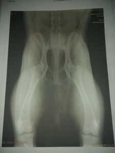 Cirurgia E Prótese Displasia Coxofemoral Bilateral + Castração imagem 7