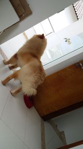 Animais - Cirurgia E Prótese Displasia Coxofemoral Bilateral + Castração