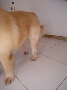 Chow Chow Billy - Cirurgia E Prótese Displasia Coxofemoral Bilateral + Castração