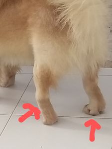 Vaquinha Online - Cirurgia E Prótese Displasia Coxofemoral Bilateral + Castração