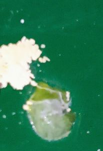 Animais - Sick cockatiel - Need help to pay for a vet 