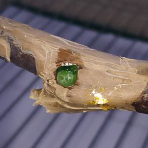 Crowdfunding - Sick cockatiel - Need help to pay for a vet 