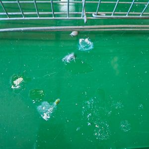 Sick cockatiel - Need help to pay a vet  - Sick cockatiel - Need help to pay for a vet 