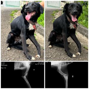 Vaquinha Online - AJUDEM A ELENA 