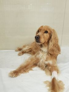 Vaquinha Online - Pluto Radiante: Fisioterapia para uma vida Boa