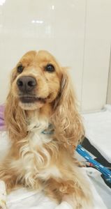 Animais - Pluto Radiante: Fisioterapia para uma vida Boa